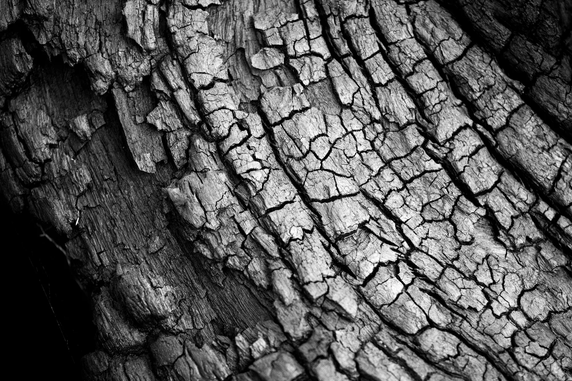 burnt bark